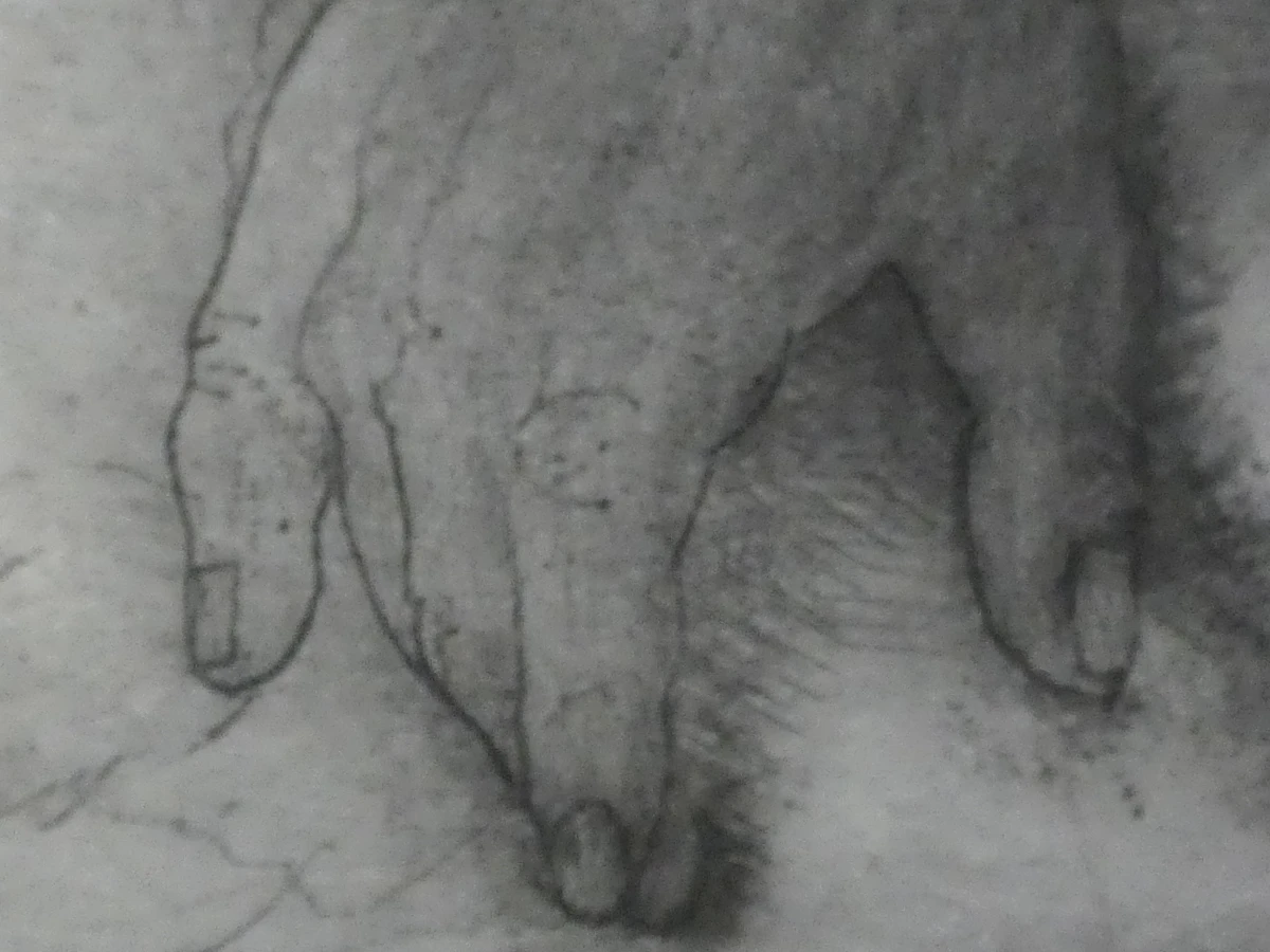 Ets anatomiestudie arm en spieren