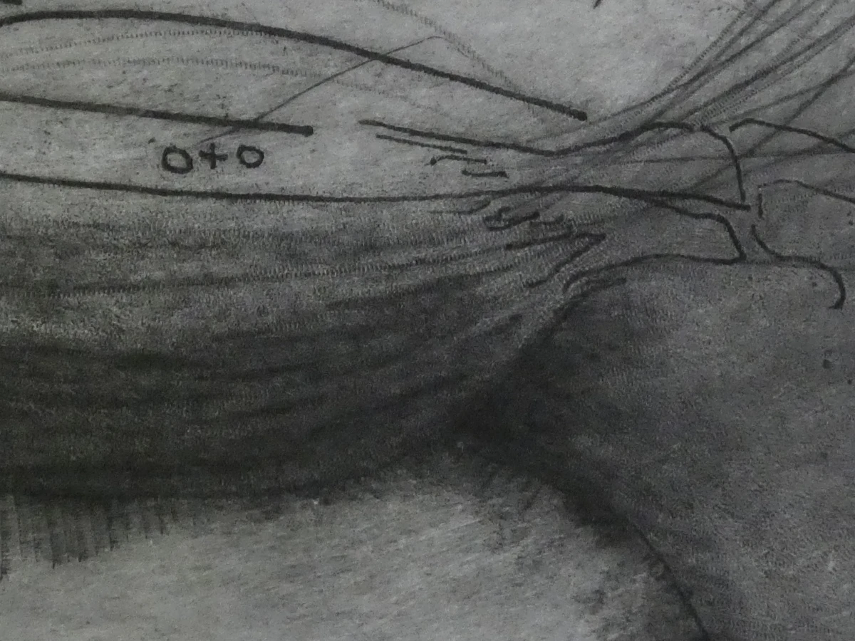 Ets anatomiestudie arm en spieren